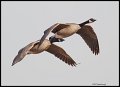 _3SB3851 canada geese